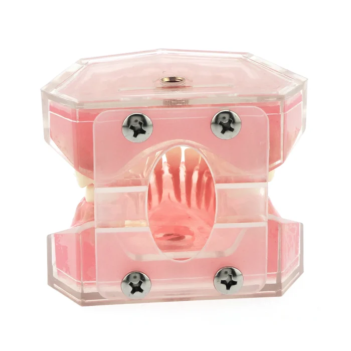 Dental Teeth Model TYPODONT Standard Model with Removable Teeth M7008 Detached Upper and Lower Jaws - Image 5