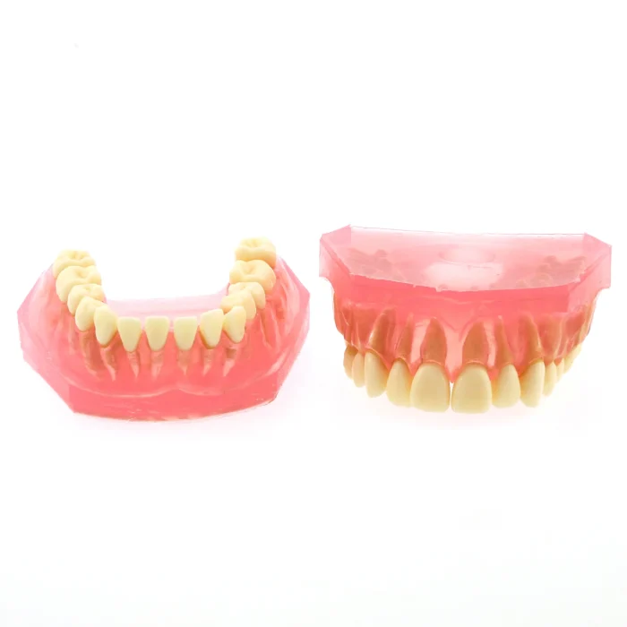 Dental Teeth Model TYPODONT Standard Model with Removable Teeth M7008 Detached Upper and Lower Jaws - Image 4